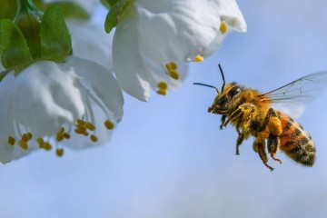 Les pesticides néonicotinoïdes désormais interdits pour protéger les abeilles